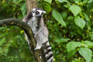 Lemur catta in ZOO