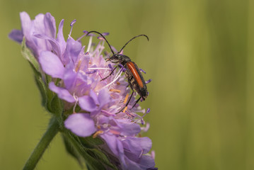 Black striped longhorn beetle on scabious flower