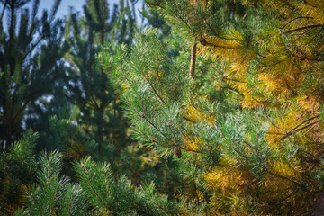 Thin, flexible branches with two-tone pine needles. Pine needles. Texture, background