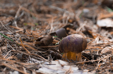 Mushroom in the forest  in the forest, macro, side view