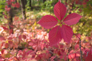 Red leaf on the background of a field of leaves in autumn. Beautiful scape