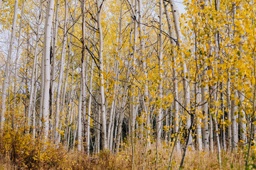 Grove Details of Aspen Trees with Yellow Leaves in the Fall in Utah