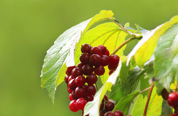 Kalina red (lat. Kalina). Autumn background. Bark and berries are used in folk and scientific medicine. Selective focus, close-up.