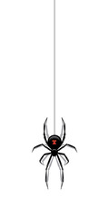 Black spider hanging on a web isolated on white background. Vector design element.