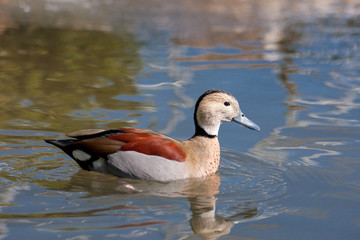 very colorful duck elegant and beautiful