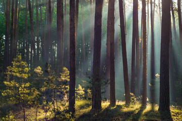 Sonnenstrahlen im Wald am Morgen im Herbst