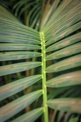 green palm leaf