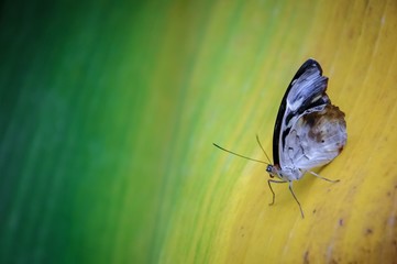 butterfly on a green yellow colourful leaf