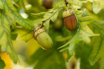 Oak acorn, oak fall leaves on a twig.
