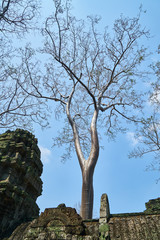 Angkor Wat Temple and Trees