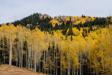 Aspen Grove with Yellow Leaves in Fall in Utah Mountains