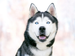 A purebred Siberian Husky dog with blue eyes and a relaxed expression
