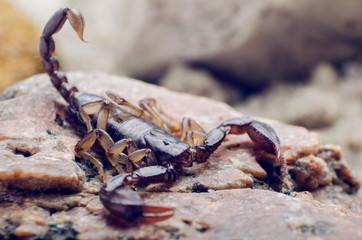 Scorpion sitting on a stone close up