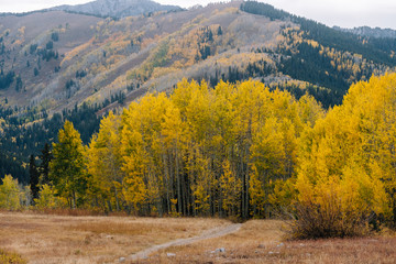 Hiking Trail Going Through an Aspen Grove with Yellow Leaves in Fall in Utah Mountains