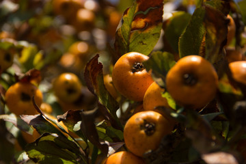 Tejocote fruit in the tree