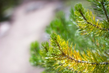 pine branch 