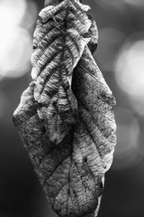 hola seca © Carlos Neri