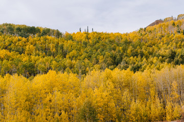 Aspen Grove with Yellow Leaves in Fall in Utah Mountains