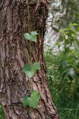 texturas de &aacute;rboles 2