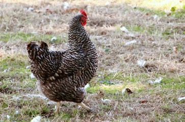 Das Huhn auf der Wiese