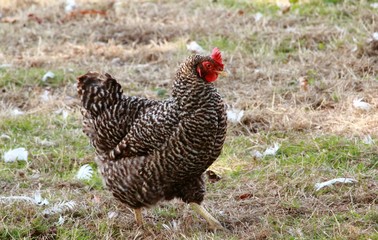 Das Huhn auf der Wiese