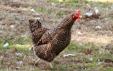Das Huhn auf der Wiese