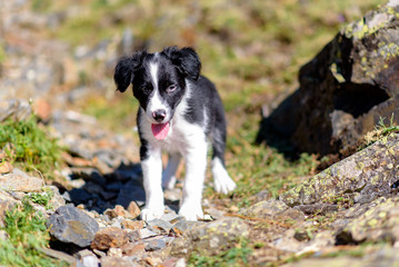 Cute black and white Border Collie puppy in the Forest.