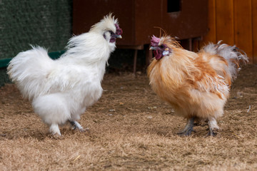 sultan rooster and chickens is a very beautiful species with its snow-white hairs adorning the garden of the Ottoman palace