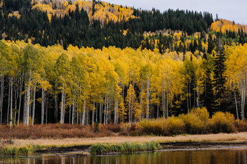 Aspen Grove with Yellow Leaves Reflecting in an Alpine Lake in Fall in Utah Mountains