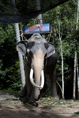 Elefant im Dschungelcamp Koh Samui Thailand