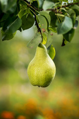 Tasty young healthy organic juicy pears hanging on a branch
