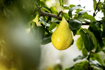 Tasty young healthy organic juicy pears hanging on a branch