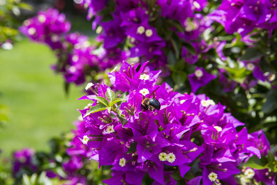 Bougainvillea flowers