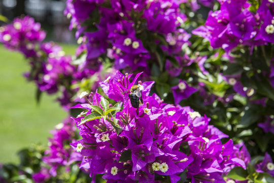 Bougainvillea flowers