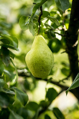 Tasty young healthy organic juicy pears hanging on a branch