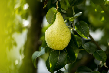 Tasty young healthy organic juicy pears hanging on a branch © bondvit