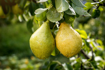 Tasty young healthy organic juicy pears hanging on a branch