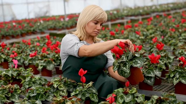 Portrait of mature female gardener working with begonia plants in pots in greenhouse