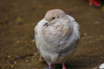 pigeon