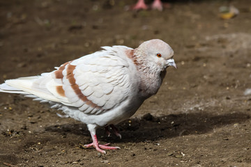 pigeon