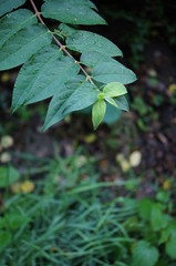 Herbstbaum,blatt, green, pflanze, natur, baum, laub, wald, garden, close up, frühling, wachstum, makro, sommer, efeu, frisch, blume, gewürze, klee, ast, auflösungszeichen