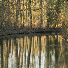 Reflections of trees on the surface of a pond in a forest at springtime