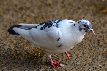 pigeons