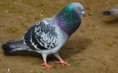 pigeons