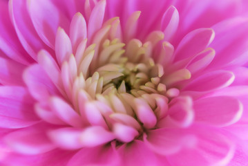 Beautiful pink chrysanthemum, close-up. flowers light lilac