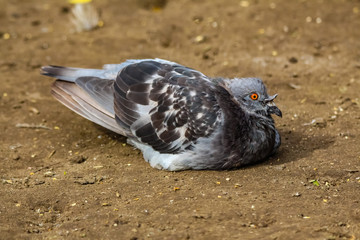 pigeons
