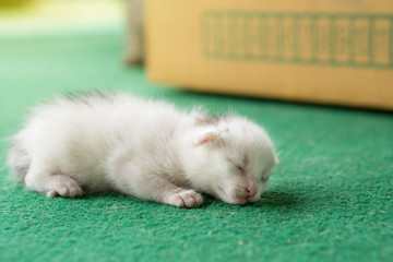 Newborn white and gray kitten on a green carpet. White cat newborn
