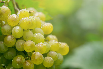 Green grape bunch in vineyard covered with rain drops