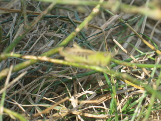 caterpillar on green grass