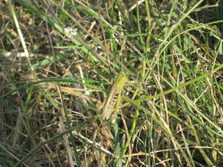 grasshopper on grass